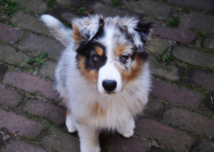Alles over onze honden